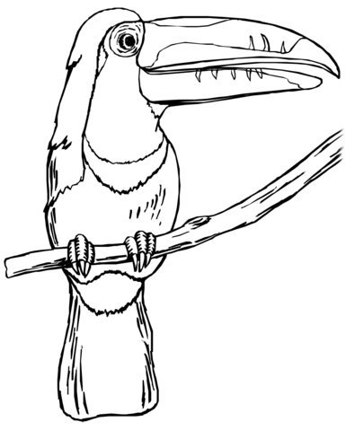 Toucan On The Tree  Coloring Page